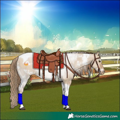 Horse Color:White Spotted Grullo Pearl Tobiano 