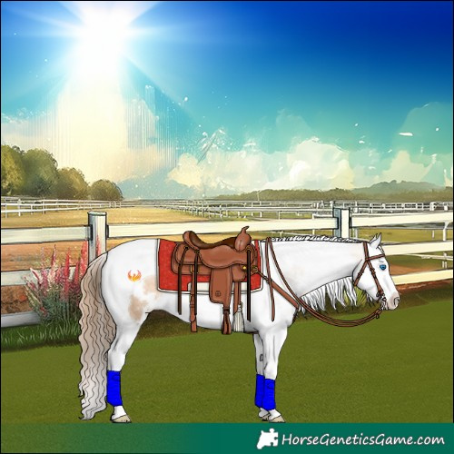 Horse Color:White Spotted Brown Pearl Dun Splash Tobiano Rabicano 