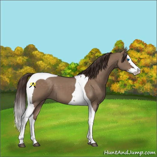 Horse Color:Liver Red Dun Splash Tobiano 