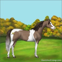 Horse Color:Liver Red Dun Splash Tobiano 