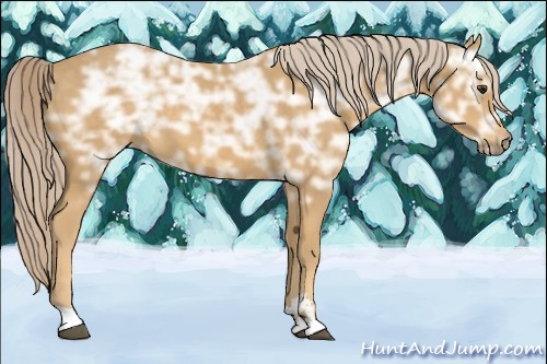 Horse Color:Palomino Ice Sabino