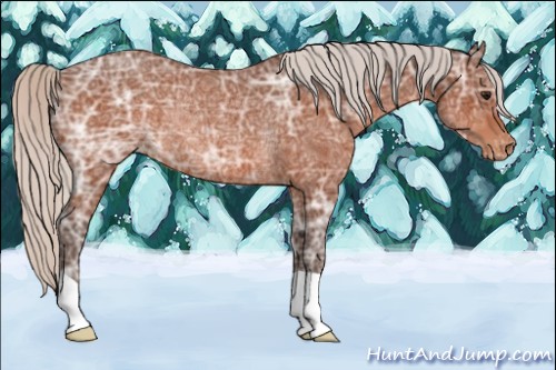 Horse Color:Silver Bay Ice Varnish Rabicano 