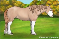 Horse Color:Gold Champagne Splash 