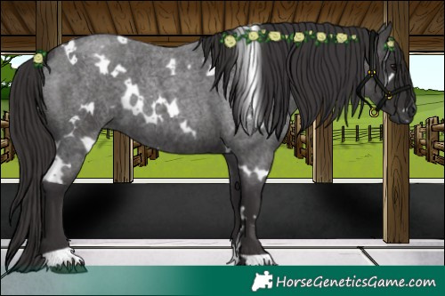Horse Color:White Spotted Smoky Blue Roan 
