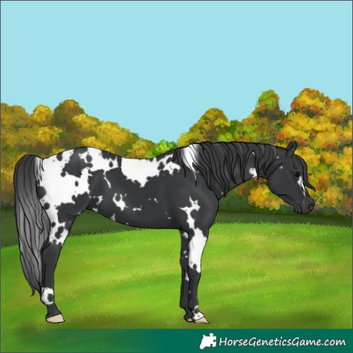Horse Color:White Spotted Black