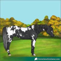 Horse Color:White Spotted Black