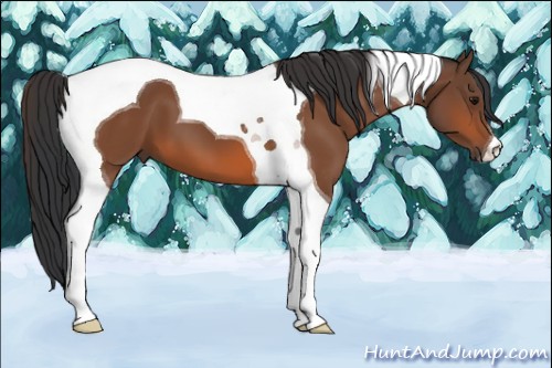 Horse Color:Bay Tobiano 