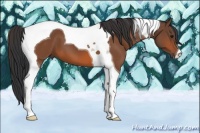 Horse Color:Bay Tobiano 