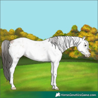 Horse Color:Bay Sabino 