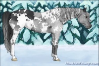 Horse Color:White Spotted Black