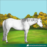 Horse Color:Gray White Spotted Black