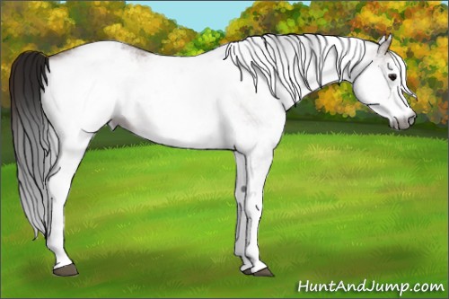 Horse Color:Gray White Spotted Bay 