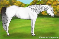 Horse Color:Gray White Spotted Bay