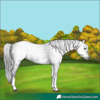 Horse Color:Gray White Spotted Black 