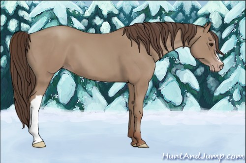 Horse Color:Classic Champagne 