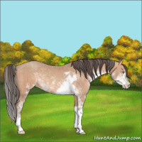 Horse Color:Amber Champagne Sabino 