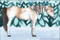 Horse Color:White Spotted Bay 