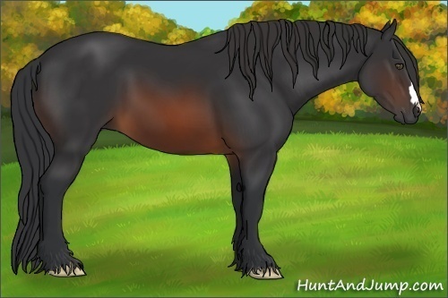 Horse Color:Brown 