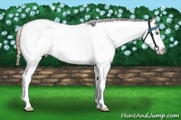 Horse Color:White Spotted Smoky Grullo Pearl Appaloosa 