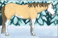 Horse Color:Buckskin Sabino Splash Varnish
