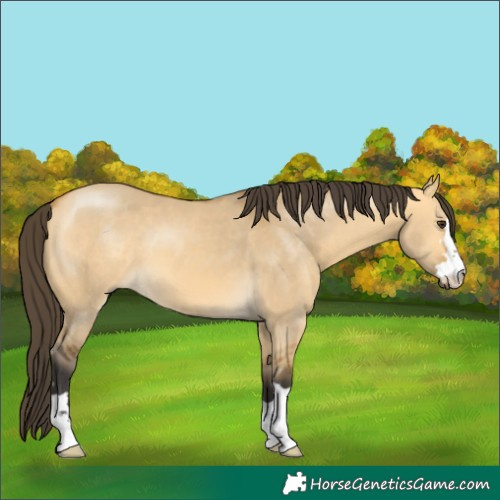 Horse Color:Buckskin Dun 