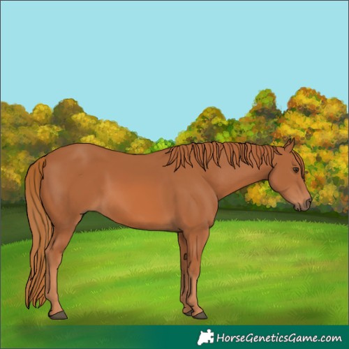 Horse Color:Chestnut 