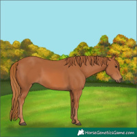 Horse Color:Chestnut 