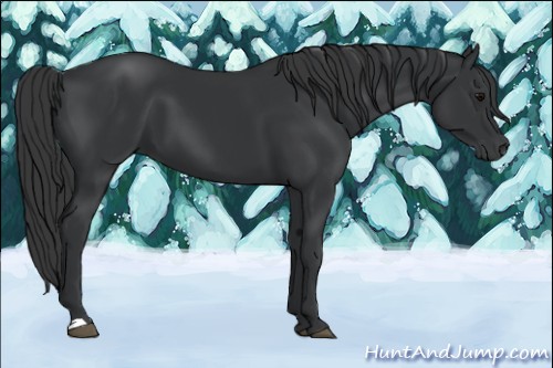 Horse Color:Black 