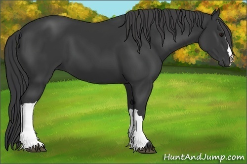 Horse Color:Black 