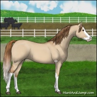 Horse Color:Red Dun Splash 