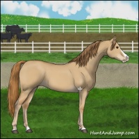 Horse Color:Red Dun Splash 
