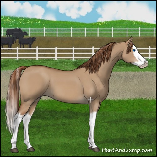Horse Color:Red Dun Splash 
