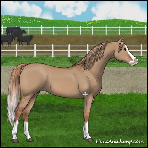 Horse Color:Red Dun Splash 