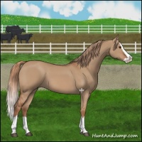 Horse Color:Red Dun Splash 
