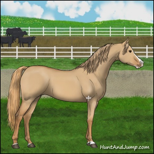 Horse Color:Red Dun Splash 