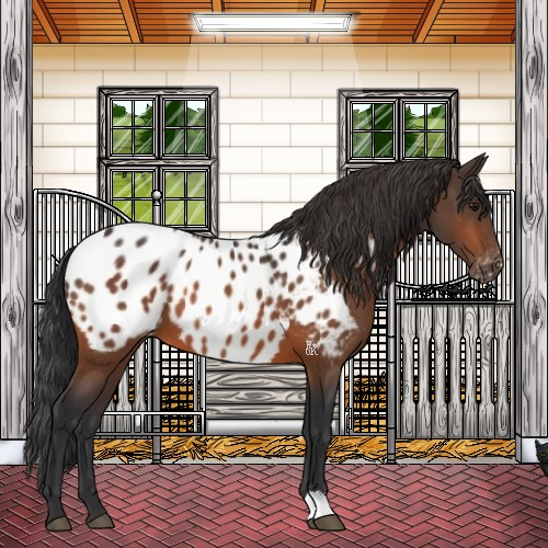 Horse Color:Bay Appaloosa 