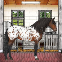 Horse Color:Bay Appaloosa