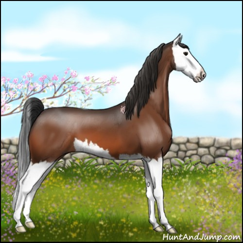 Horse Color:Bay Splash