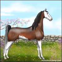 Horse Color:Bay Splash 