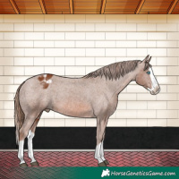 Horse Color:Chestnut Splash Appaloosa 