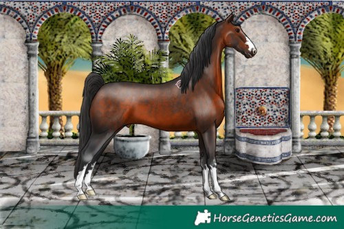 Horse Color:Brown 