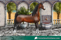 Horse Color:Brown 