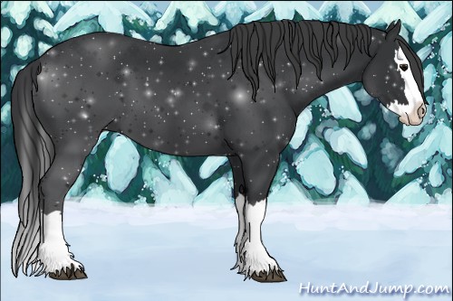 Horse Color:Black Sabino Splash 