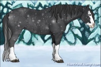 Horse Color:Black Sabino Splash