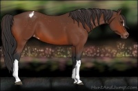 Horse Color:Bay Appaloosa 