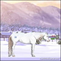 Horse Color:White Spotted Gold Champagne Dun Splash 