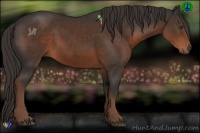 Horse Color:Liver Chestnut Sabino 