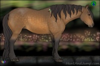Horse Color:Buckskin 