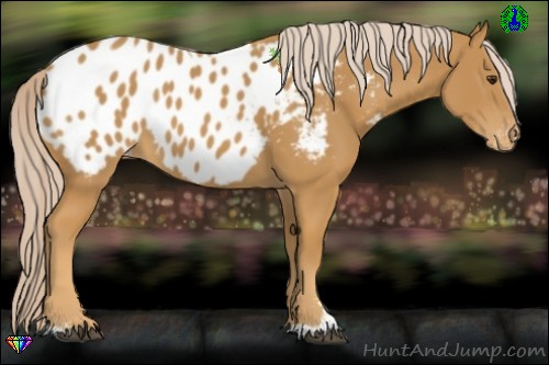 Horse Color:Palomino Sabino Appaloosa