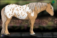 Horse Color:Palomino Sabino Appaloosa 